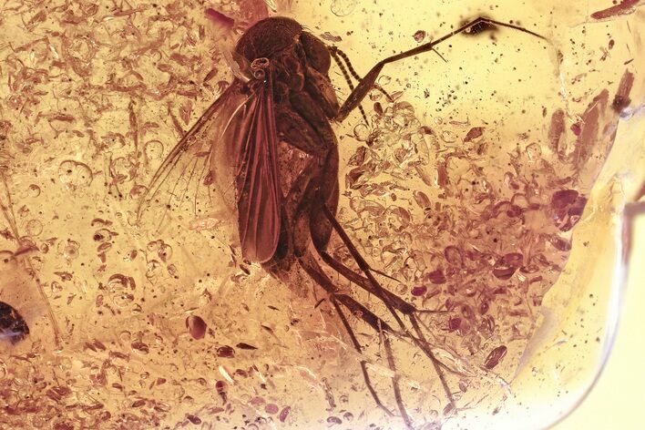 Fossil Fungus Gnat, Mite, and Springtail In Baltic Amber #357874